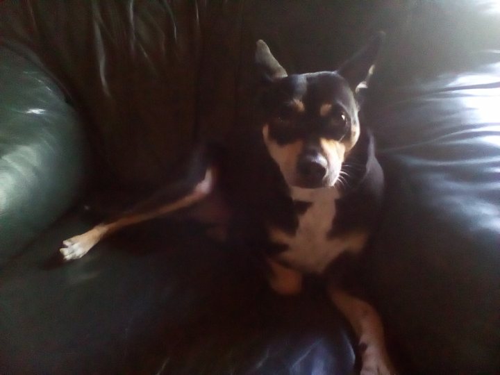 A black and white dog sitting on a couch