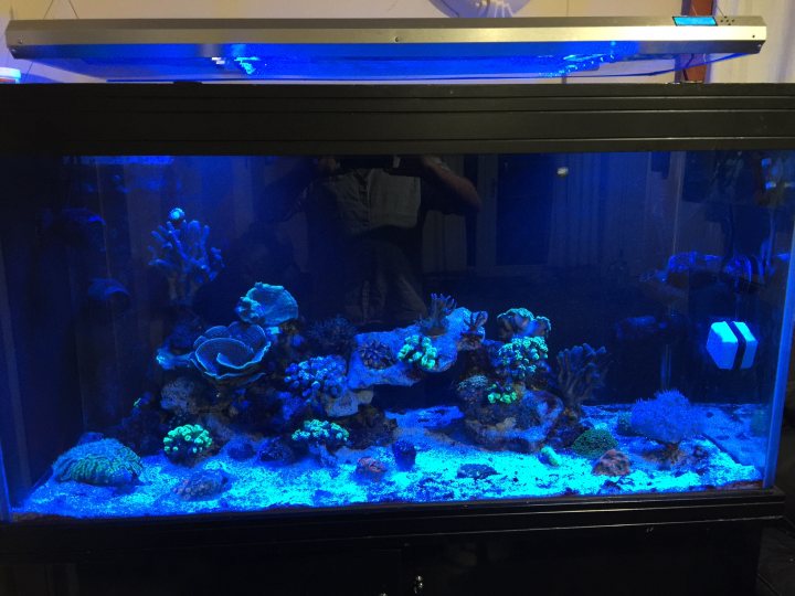 PH Marine Fish Tank Thread - Page 2 - All Creatures Great & Small - PistonHeads
