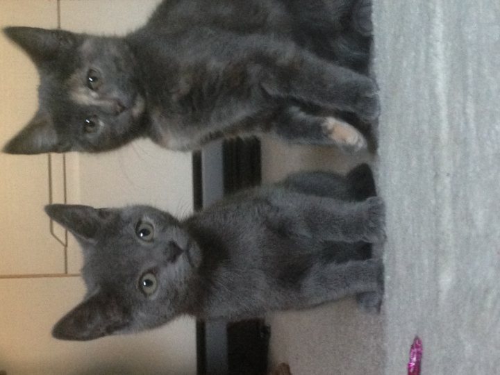 New kittens - our first cats, any basic tips? - Page 2 - All Creatures Great & Small - PistonHeads