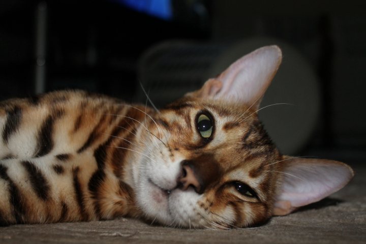 The Bengal Cat Thread. - Page 1 - All Creatures Great & Small - PistonHeads