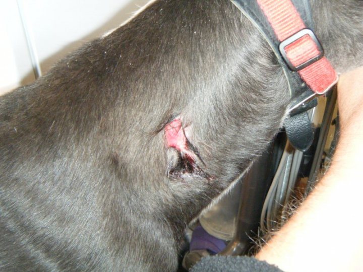 Pistonheads Dog Injured