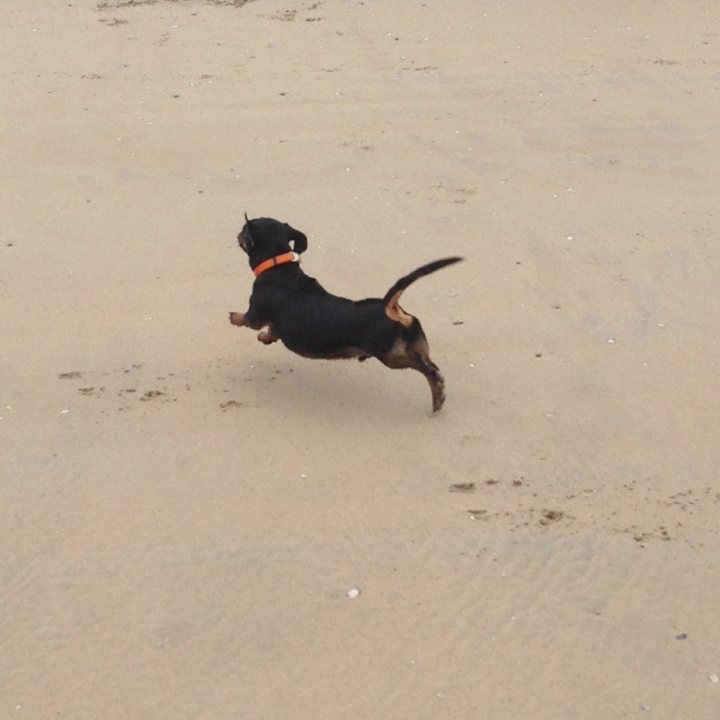 A dog running on the beach with a frisbee in its mouth - Pistonheads