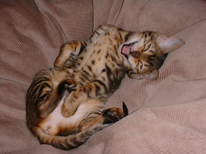 3 Month old Bengal Brothers - Page 5 - All Creatures Great & Small - PistonHeads