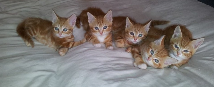 Mubbys foster kittens :)  - Page 1 - All Creatures Great & Small - PistonHeads