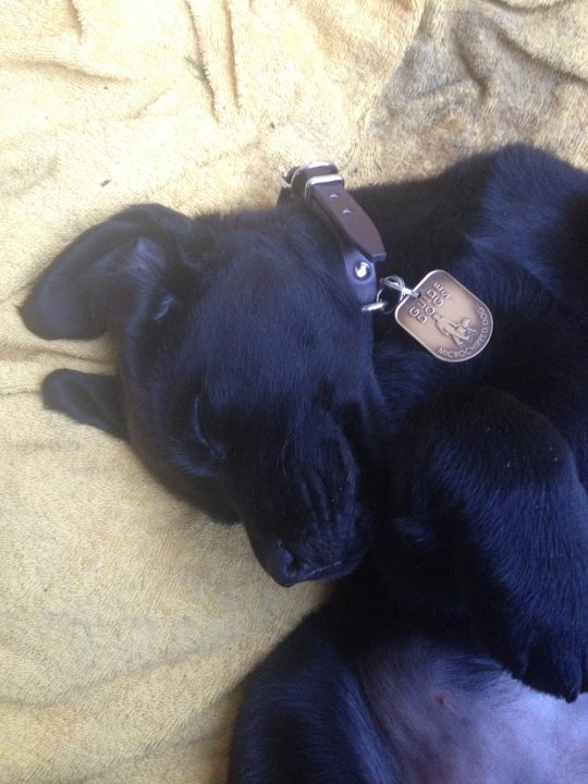 Guide Dog Puppy : meet Maggie - Page 1 - All Creatures Great & Small - PistonHeads
