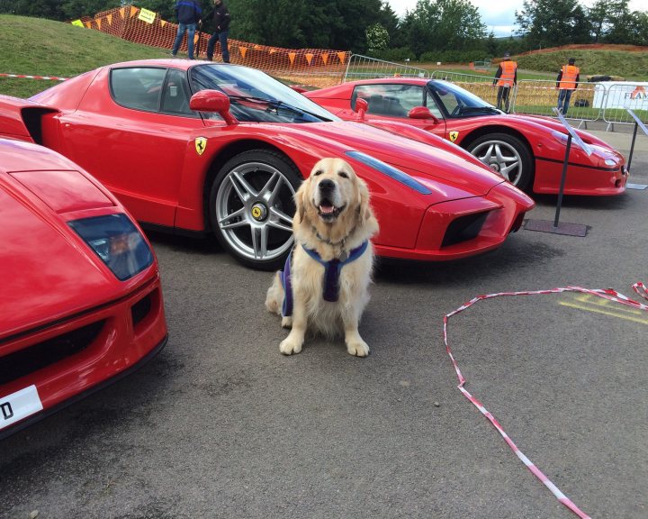 Post photos of your dogs vol2 - Page 385 - All Creatures Great & Small - PistonHeads