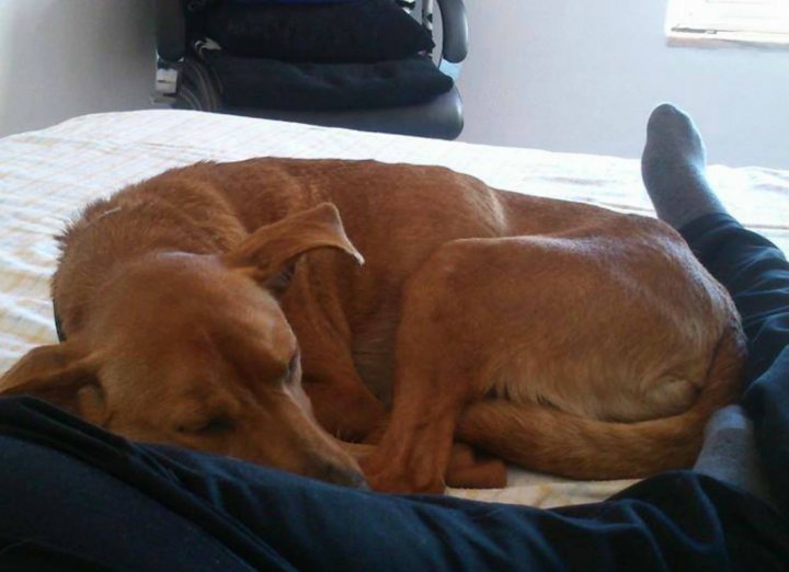 A couple of dogs laying on top of a bed - Pistonheads