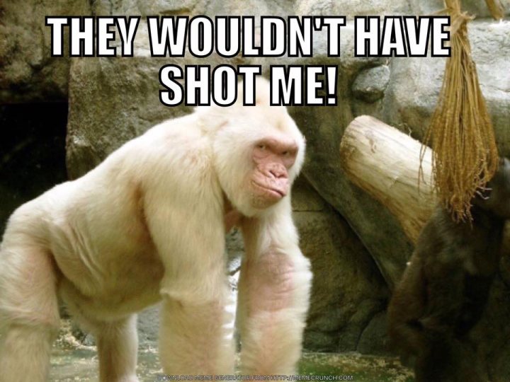 Gorilla Shot Dead At Cincinnati Zoo After Child Falls Into E - Page 13 - News, Politics & Economics - PistonHeads