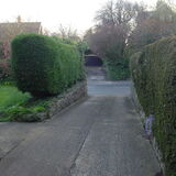 How best to cut down old dead leylandii? - Page 1 - Homes, Gardens and DIY - PistonHeads