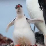 Wiggly little penguin