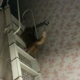 Cat goes up a stair