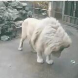 A lion meets a bubble