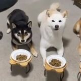 Learning to be a dog