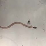 A spider catches a snake.