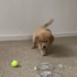 Pupper encounters ice cubes for the first time