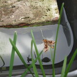 Frog in the dogs water bowl! - Page 1 - All Creatures Great &amp; Small - PistonHeads