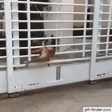 nice jump doggy