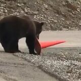 Bear performs a small act of community service.