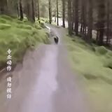 Dog helping his owner train for a race