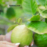 खाली पेट अमरूद की पत्तियां चबाने के फायदे | chewing guava leaves   #guava #guavaleaves #healthy #explore #facts #shorts #viral