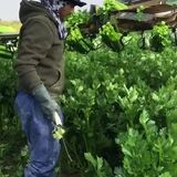 Celery Cutting