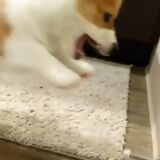 Puppy meets doorstop