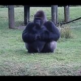 Gorilla uses sign language to tell that he is not allowed to be fed by visitors.