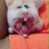 Hamster yawning
