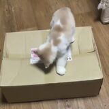 Kitten attacked by a terrible box monster