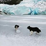 Good bois playing with ice