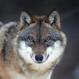 I found 70 pictures googling "Wolves" and created this!