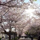 Sakura Blooming