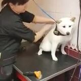 How this talented groomer establishes trust with a shiba in under a minute