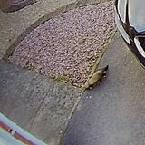 Animal ID - caught on ring cam - Page 1 - All Creatures Great &amp; Small - PistonHeads