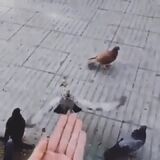 Trolling a pigeon