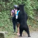 Hikers keeping their cool while Bear investigates