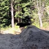 The way this dog effortlessly clears a mountain biking jump
