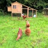 Ruby, Rosie, Trixie and Betty the hens. - Page 1 - All Creatures Great &amp; Small - PistonHeads