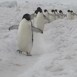 Penguins Waddling in line