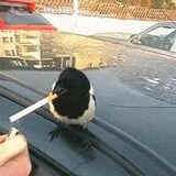Smoking bird