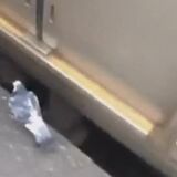 Pigeon takes the train