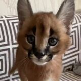 This is one exotic cat