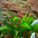 what's in my fish tank? - Page 1 - All Creatures Great &amp; Small - PistonHeads