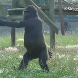 This gorilla prefers to walk on 2 legs. Cross post from r/badassanimals