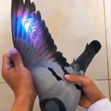 Shinning UV light on a pigeon
