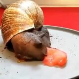Timelapse-of-a-snail-eating-a-tomato