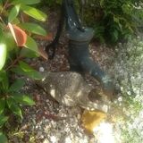 Bird Bath/water features - Page 1 - Homes, Gardens and DIY - PistonHeads UK