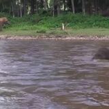 Young elephant thinks human is drowning so he rushes to save him -