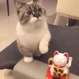 Cat Mimicing Waving Cat