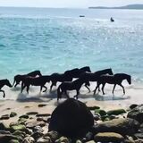 Wild horses enjoy the ocean